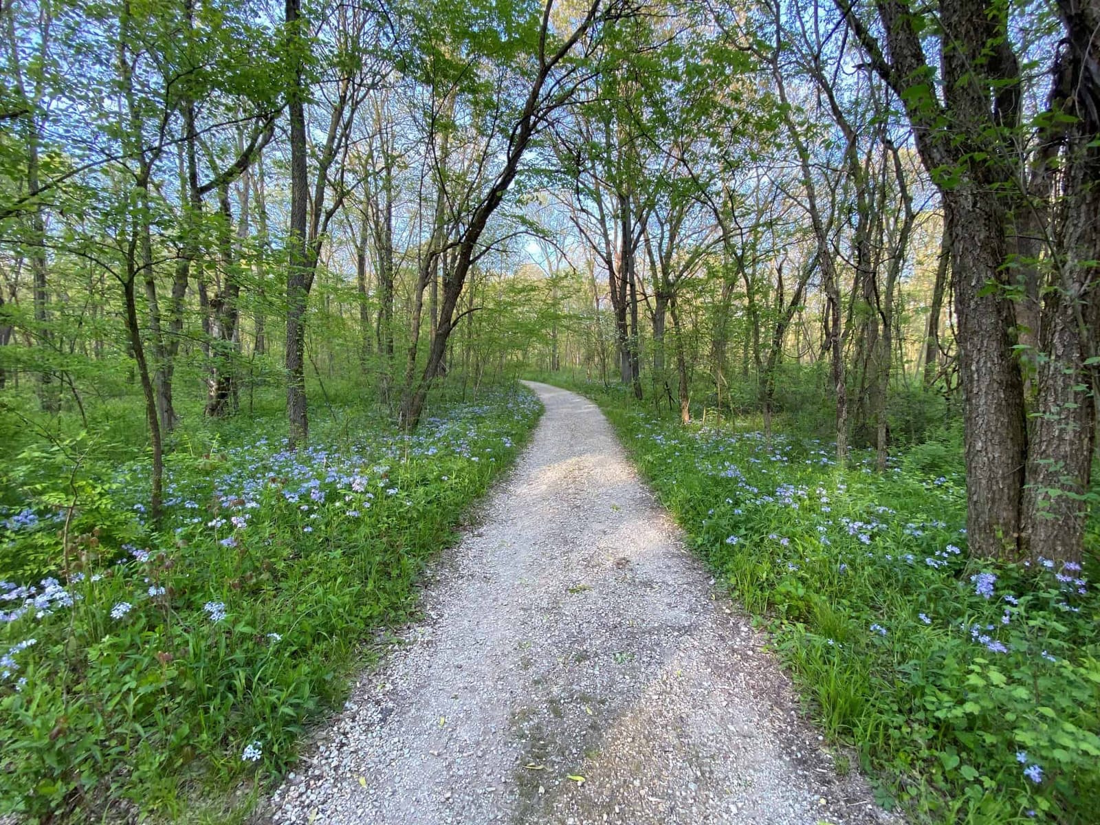 A gravel trail through woods carpeted with blue spring wildflowers