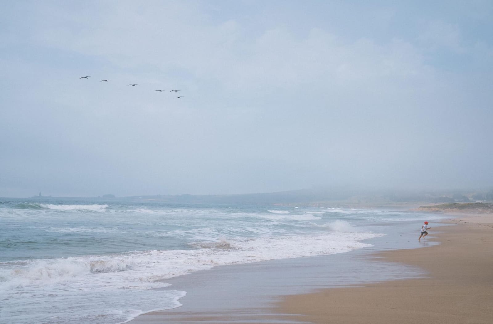 Pacific beach near Costanoa with waves and pelicans in a soft fog