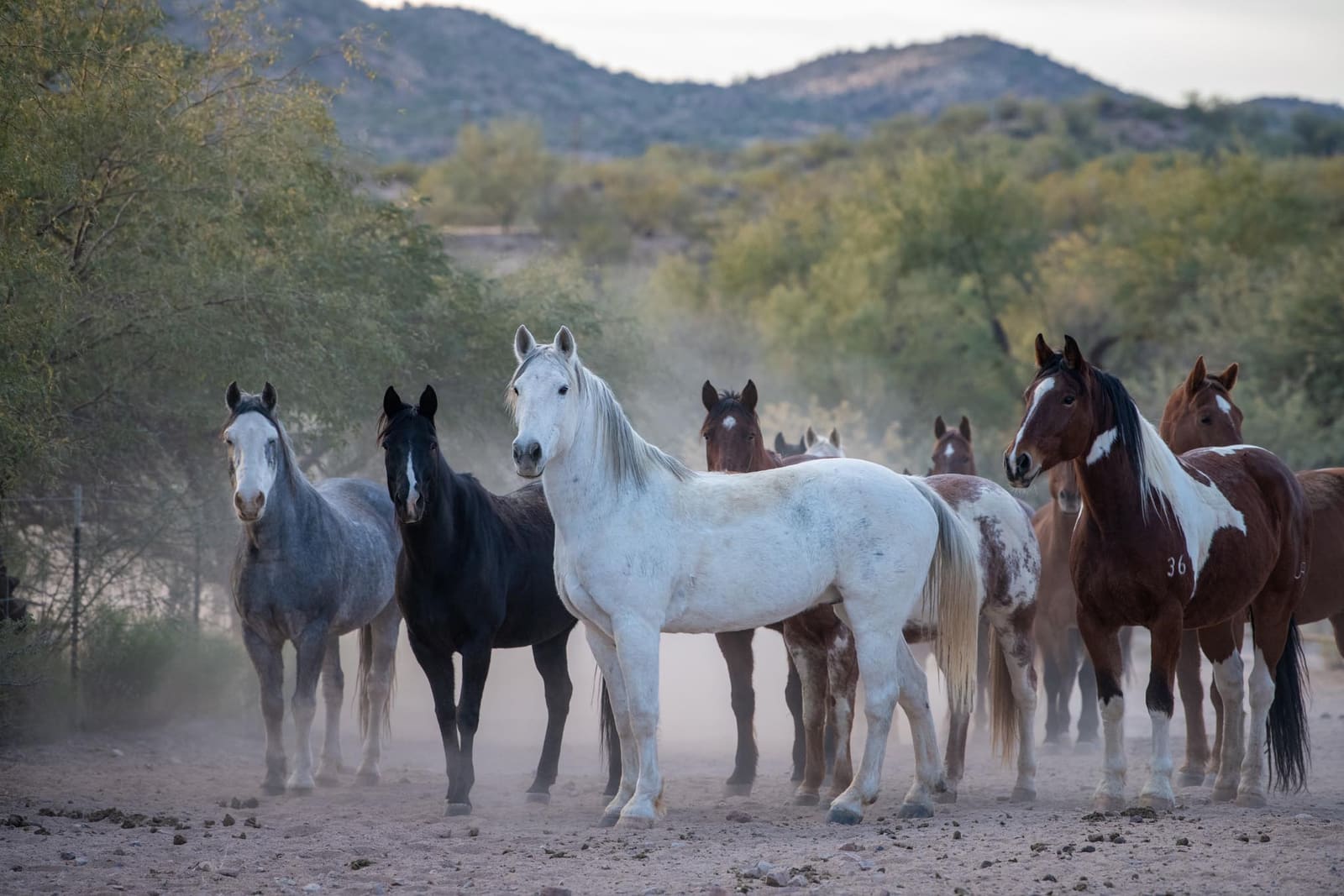 The ranch horse herd standing in the desert below rocky hills
